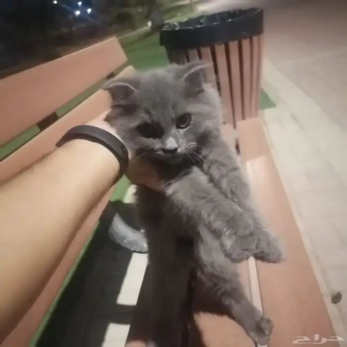 لتبني قطه نوع سكوتش 0