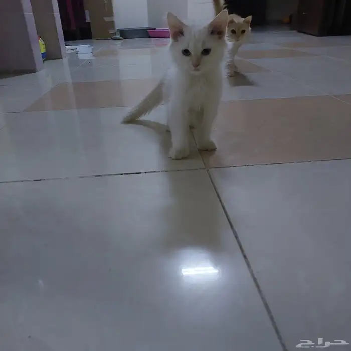 قطط شيرازي للتبني ابيض وبرتقالي كيتين قطط اليفه جدا واتس 5