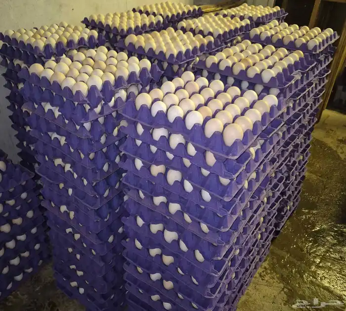 بيض بلدي مخصب100طبق يومي 3