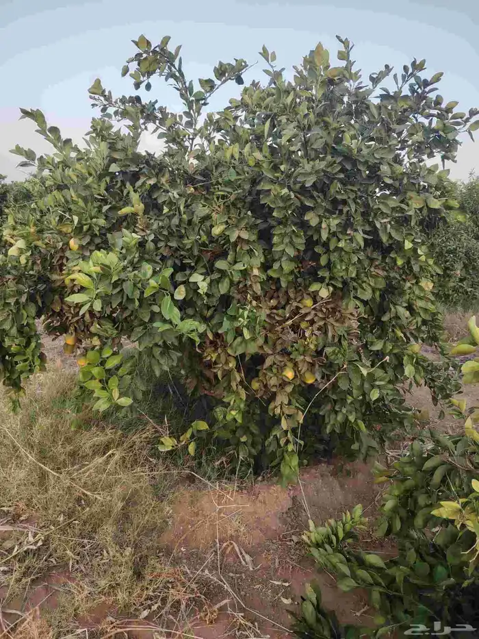 زيتون معمر وبرتقال وليمون 7