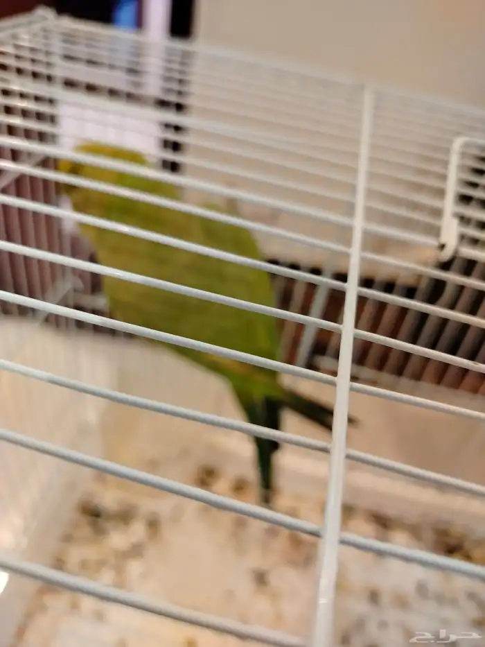 بغبغاء الدره 5