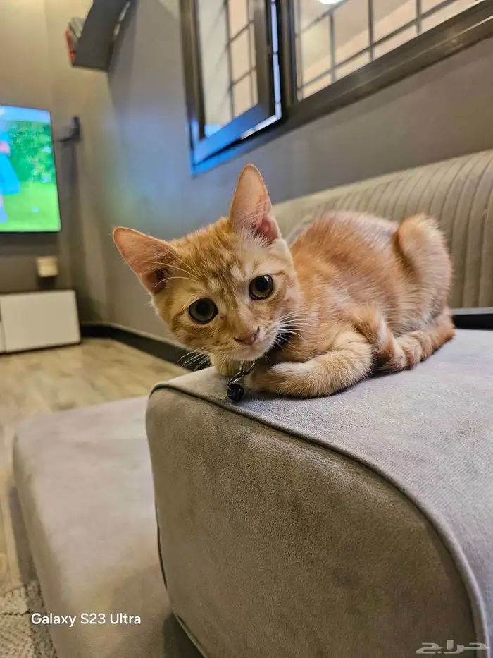 قطتين صغيرة للتبني العمر 4 شهور 1