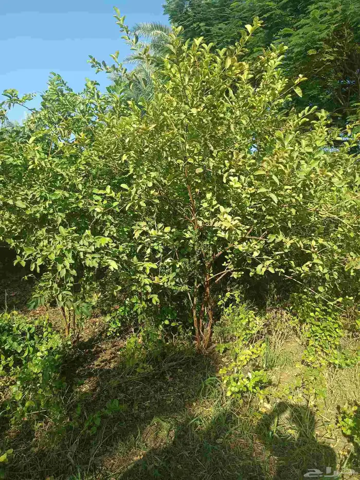 مشتل الخليل لجميع انواع الأشجار والنباتات 9