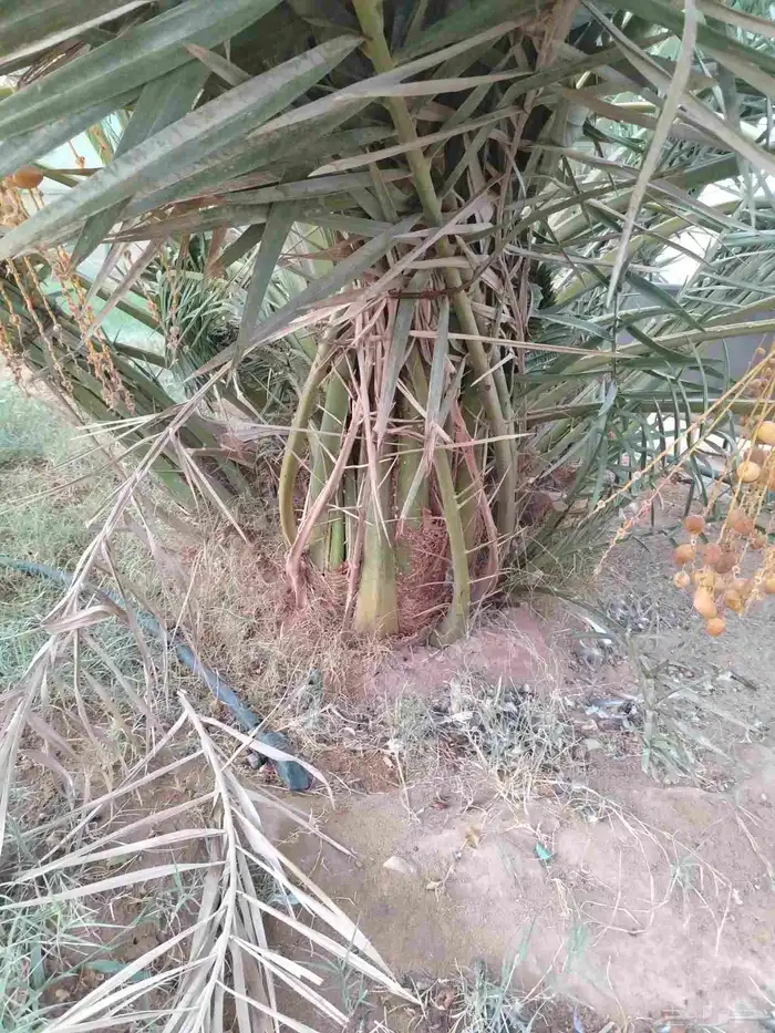 نخل للبيع جميع الأنواع 4