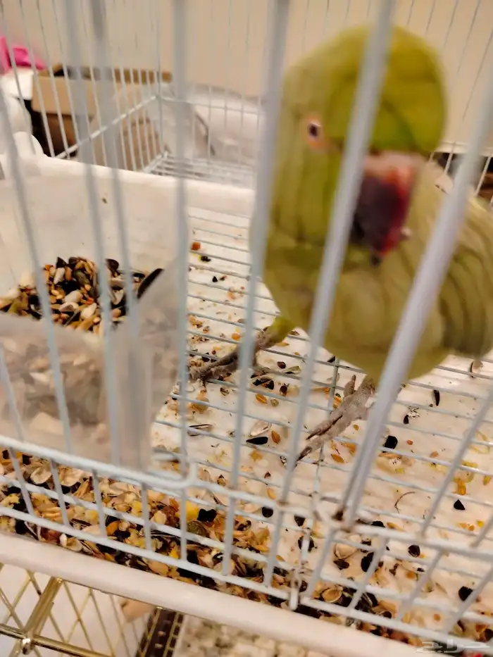 بغبغاء الدره 2