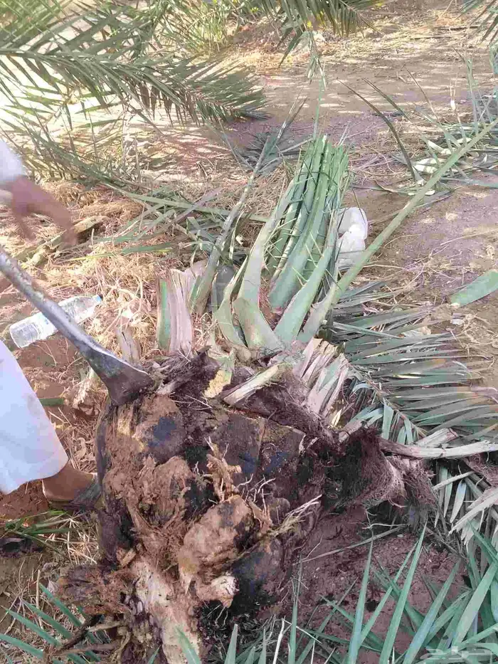 نخل للبيع جميع الأنواع 2