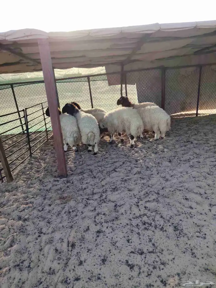 خرفان نعيمي فل الفل البيع تفريد 2