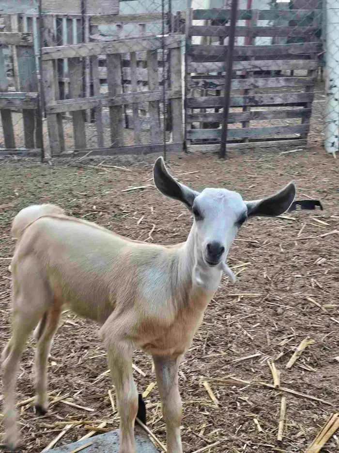 جفره بيشه فاخره 2