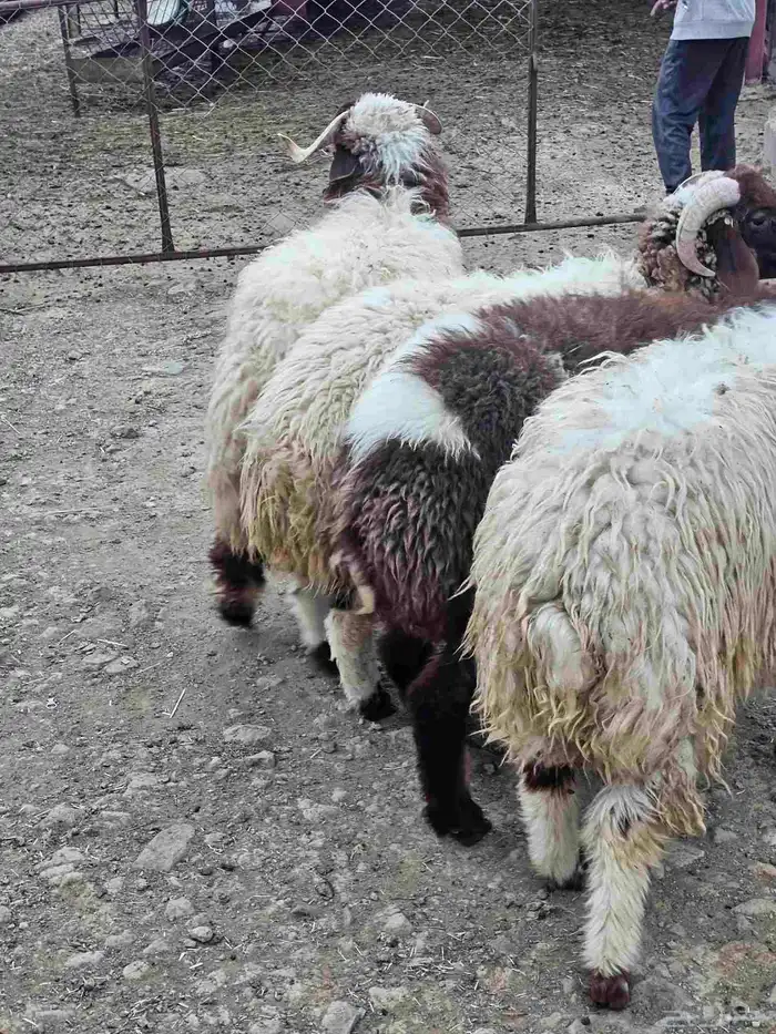 خرفان نعيمي للبيع الموقع أبها اتوصل جول 2