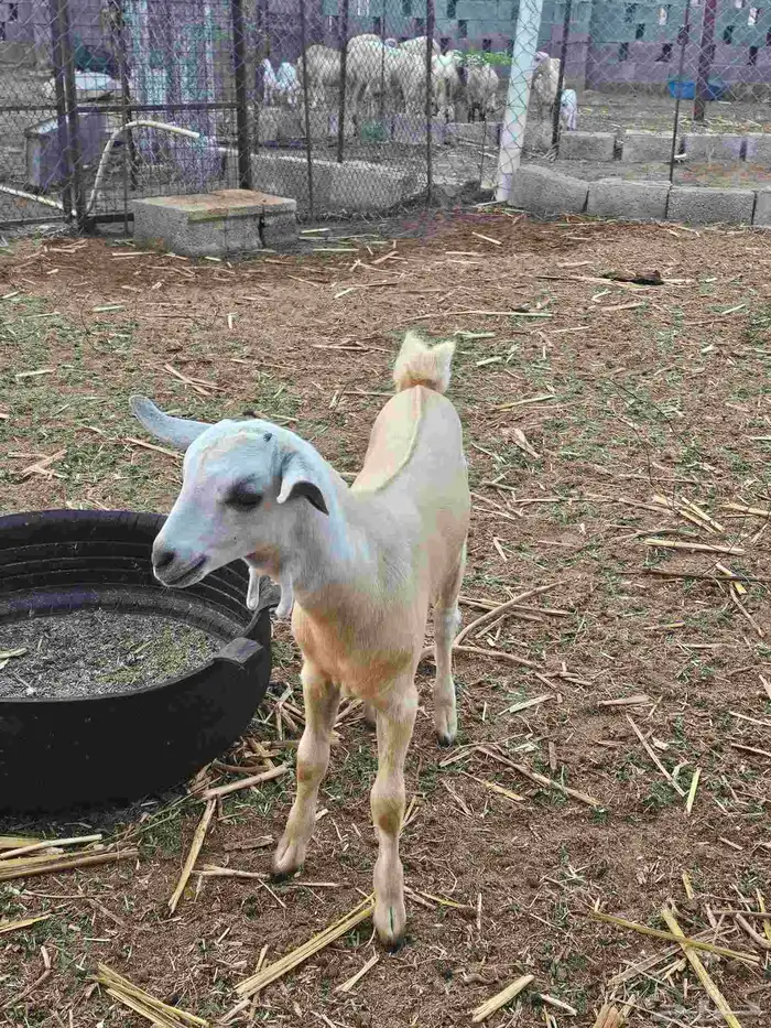 جفره بيشه فاخره 1