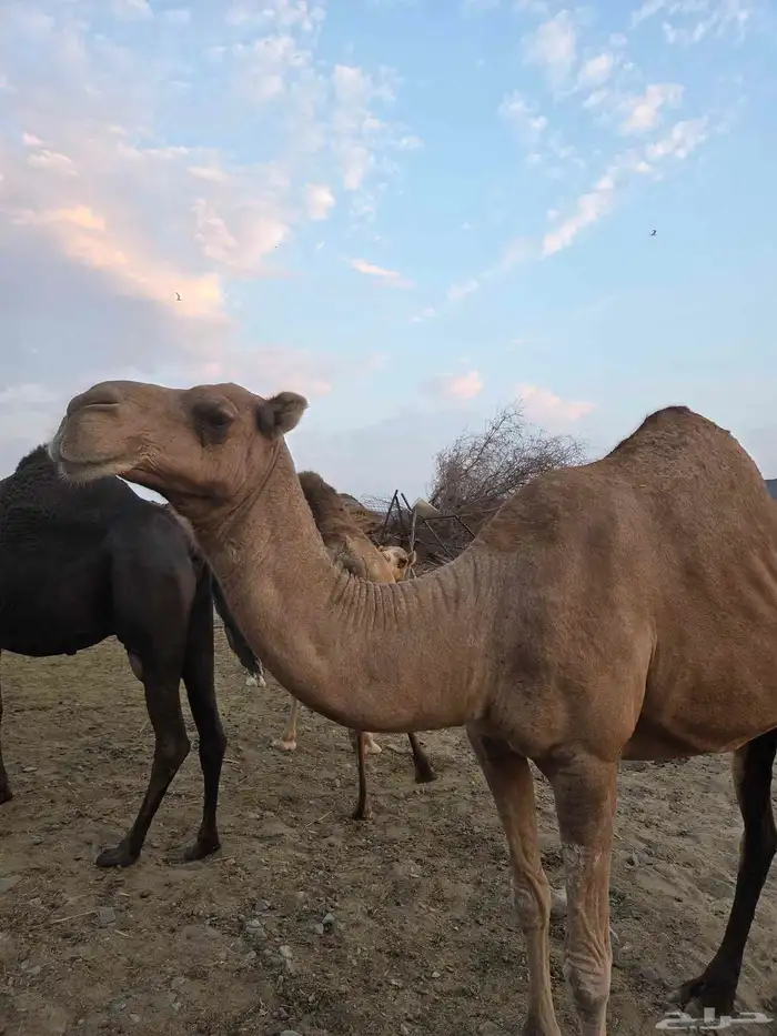 ناقه لقح للبيع 0