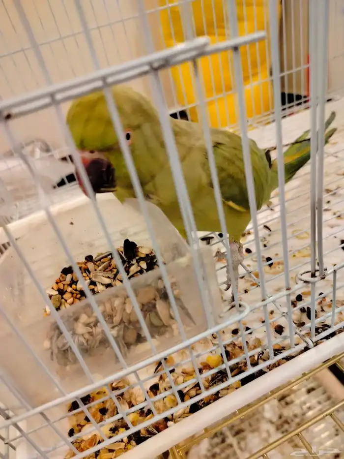 بغبغاء الدره 0