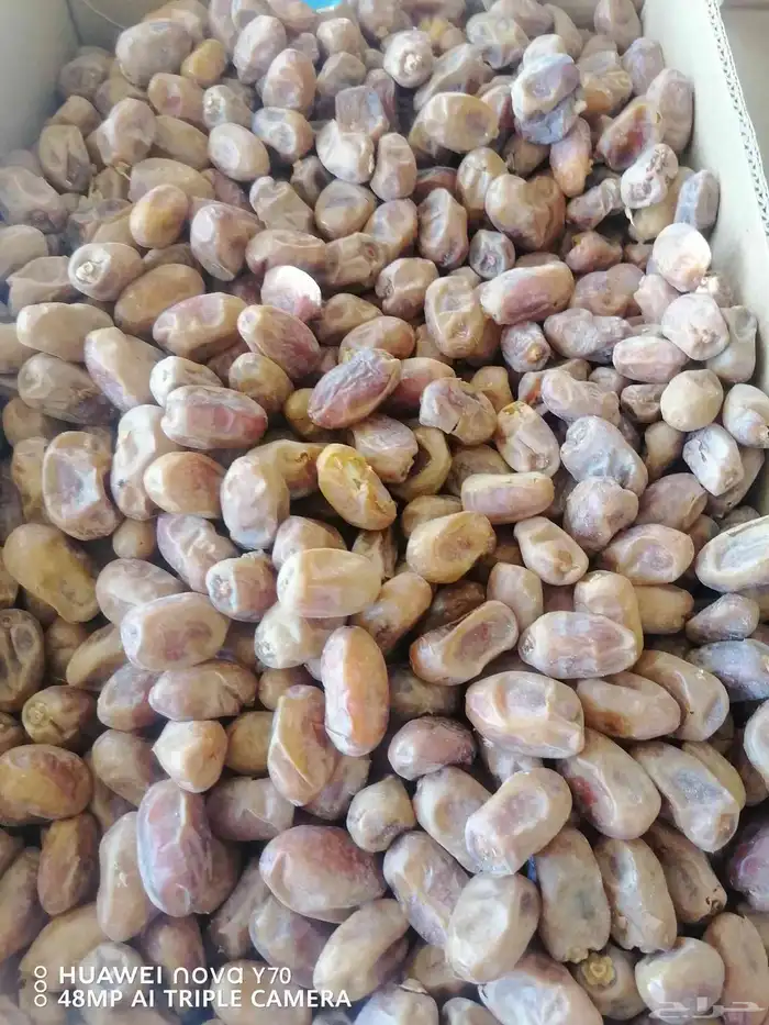 سته طن خلاص حبه وسط للبيع 3