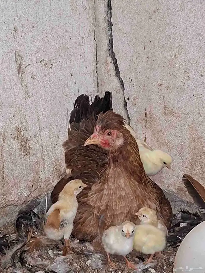 دجاجة ترثة تحتها صيصان 2