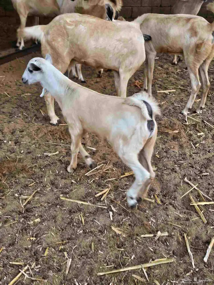 جفره بيشه فاخره 3