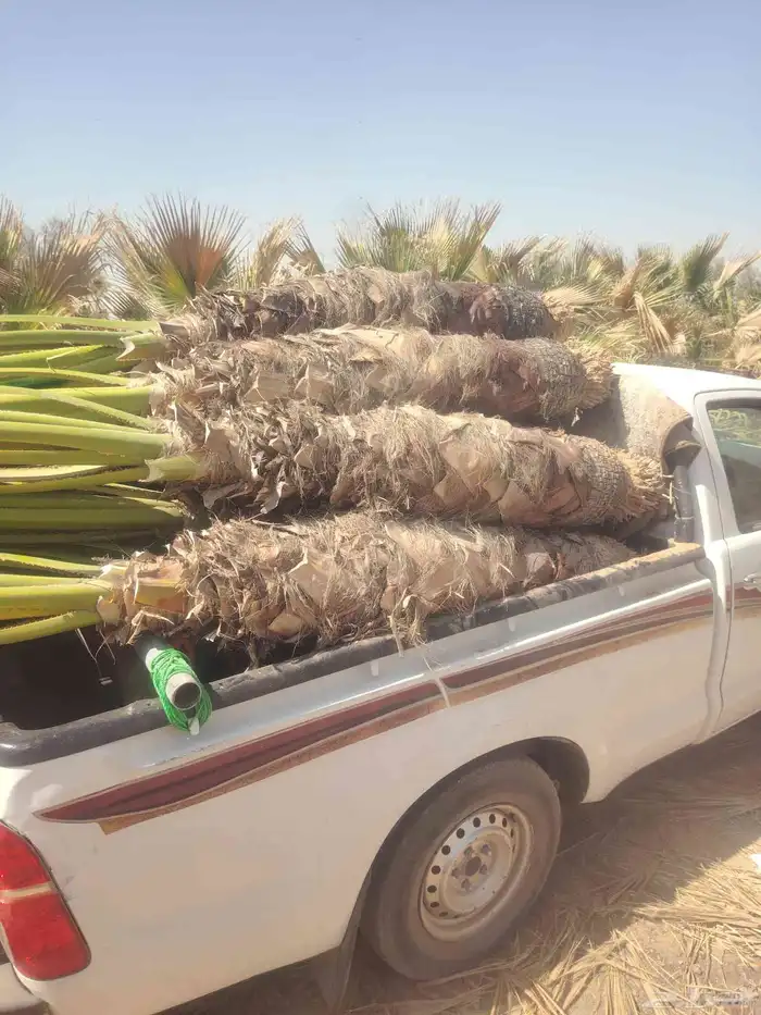 نخل وشنطن للبيع 2