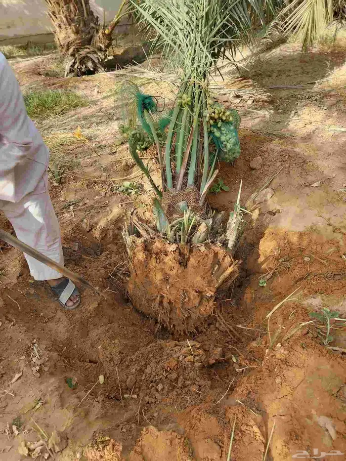 نخل للبيع جميع الأنواع 5