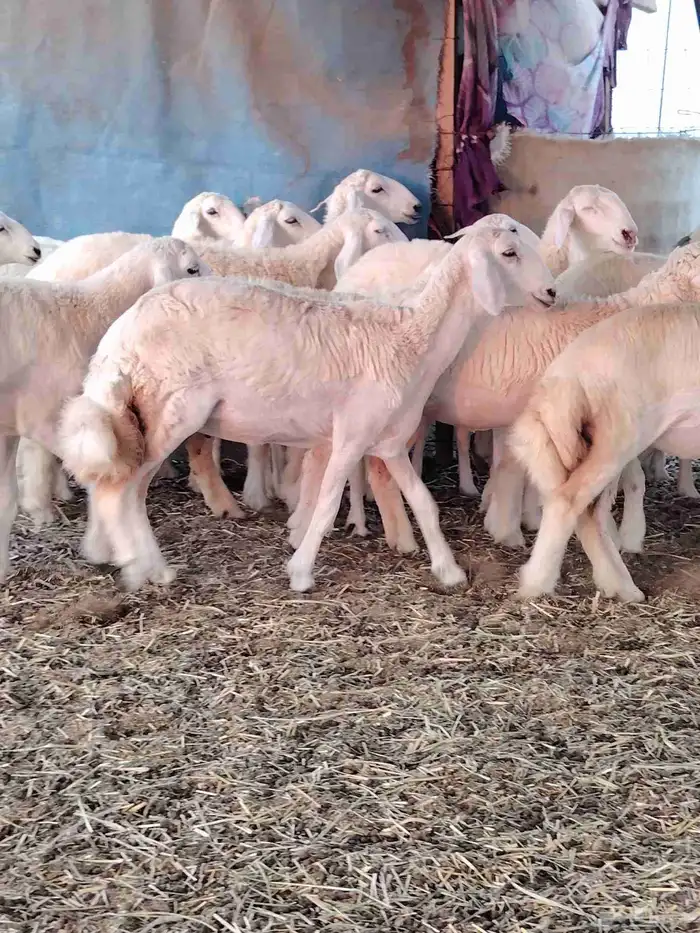 رخال حريه فرش الفحل 3