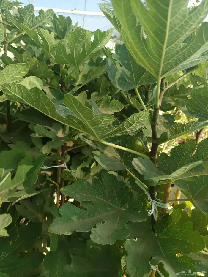 مشتل الخليل لجميع انواع الأشجار والنباتات 2