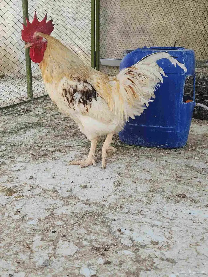 ديك لوهمان العمر اقل من سنة 1