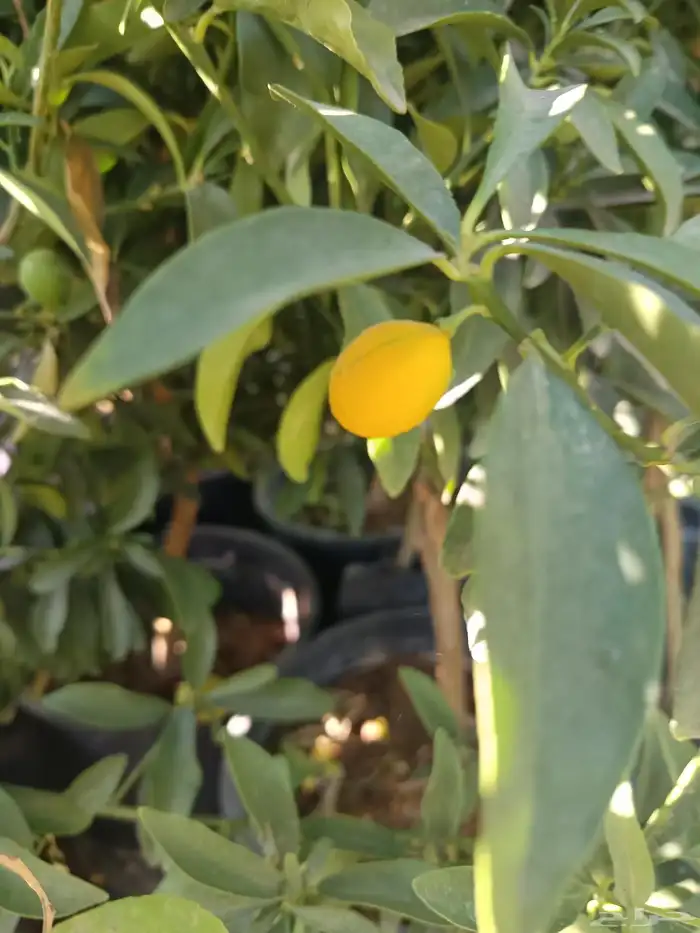 مشتل الخليل لجميع انواع الأشجار والنباتات 0