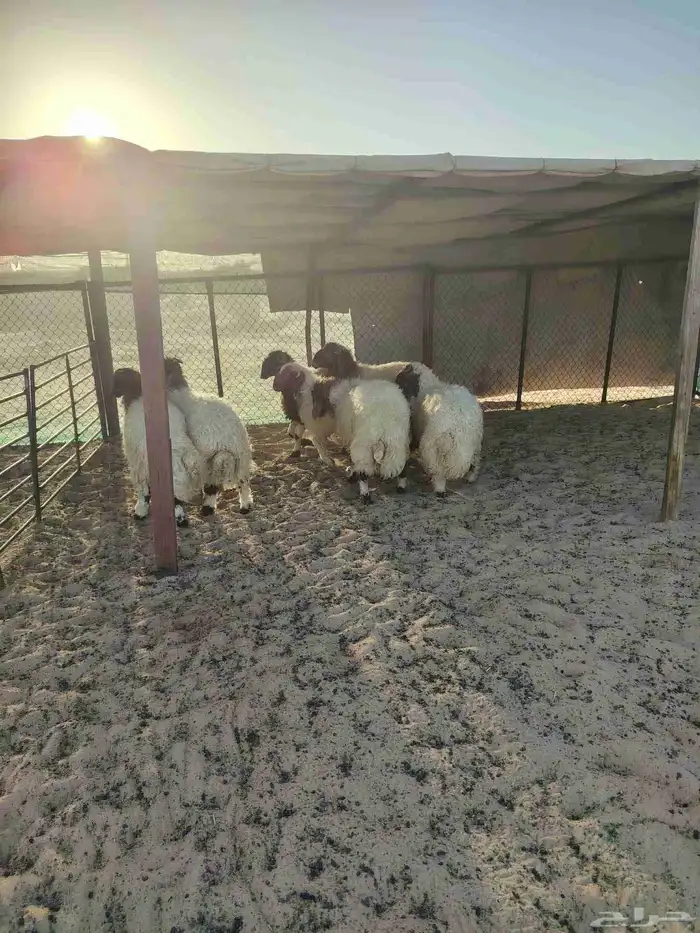 خرفان نعيمي فل الفل البيع تفريد 1