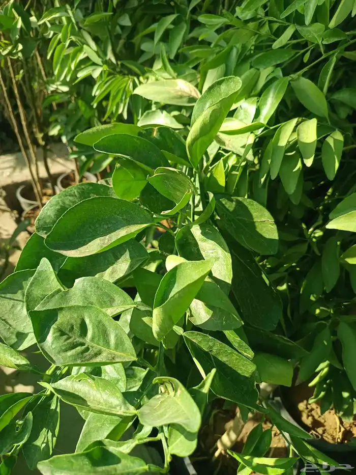 مشتل الخليل لجميع انواع الأشجار والنباتات 3