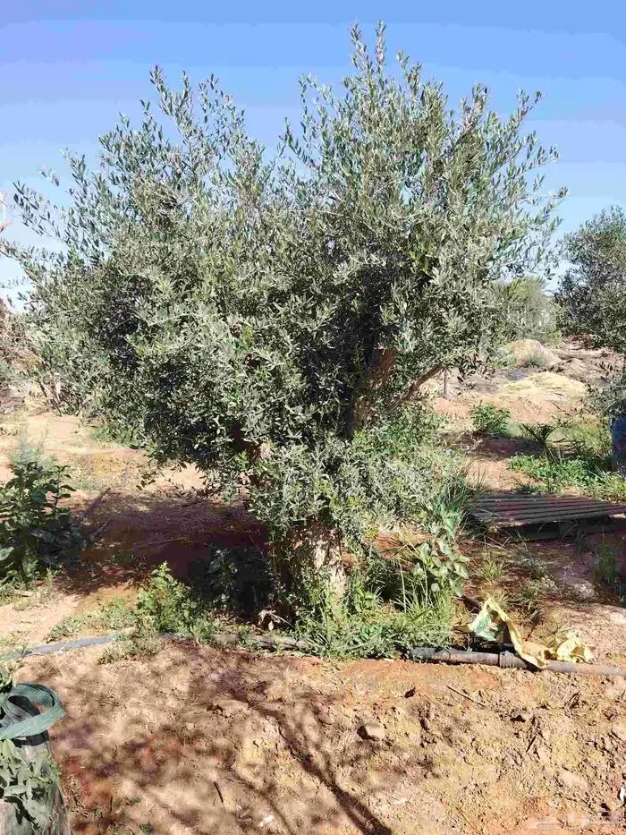 زيتون معمر وبرتقال وليمون 8