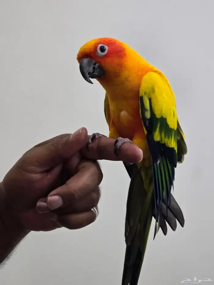 ذكر صن كنيور 0