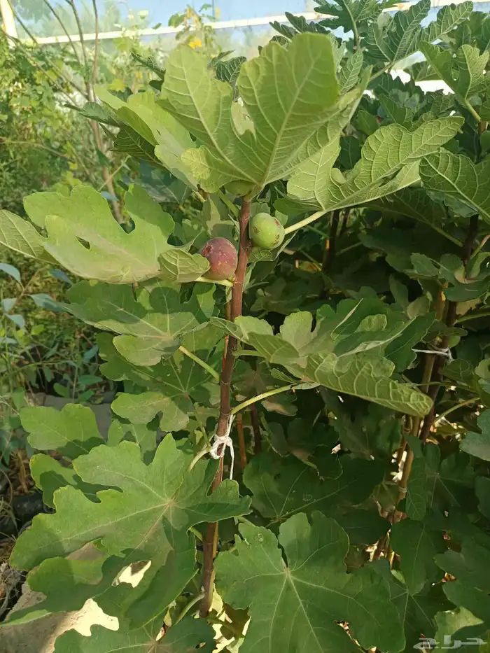 مشتل الخليل لجميع انواع الأشجار والنباتات 5