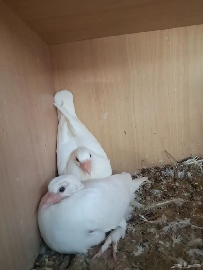 زغاليل حمام فرنسي للبيع بالمشاعلة بالمزاحمية 3