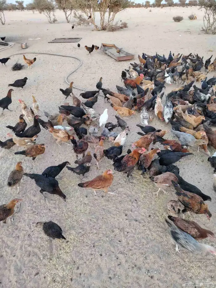 دجاج بلدي عمري سته شهور الموقع العطيف محطه ساسكو كوبري الميز 1