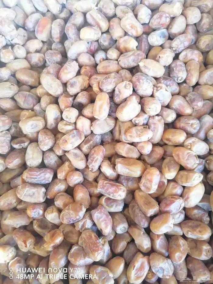 سته طن خلاص حبه وسط للبيع 2