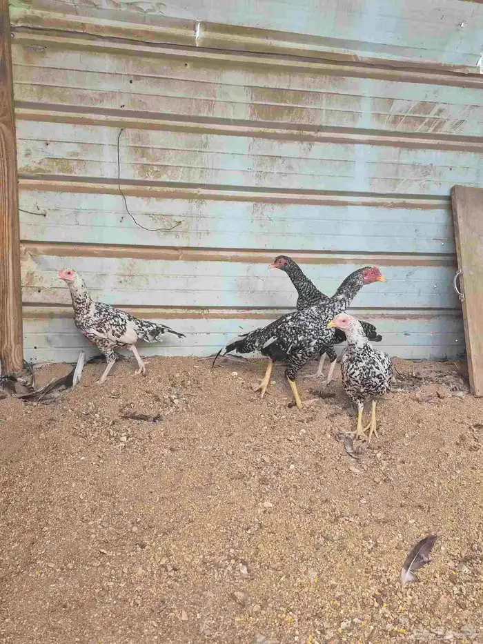 للبيع بشاير ميوالي 7