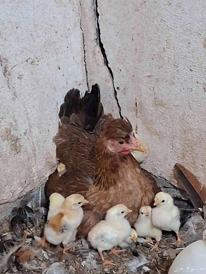 دجاجة ترثة تحتها صيصان 0