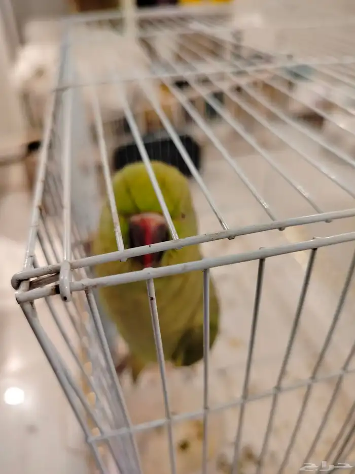 بغبغاء الدره 6