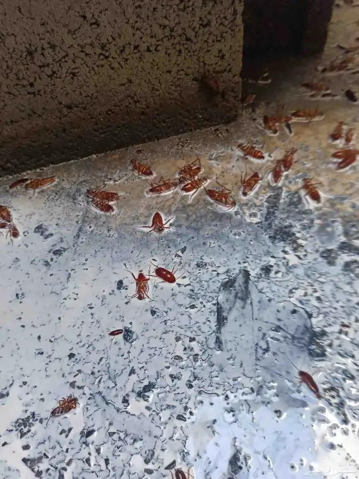 شركة مكافحة حشرات بالجبيل ورش مبيدات بالدمام بالقطيف 1