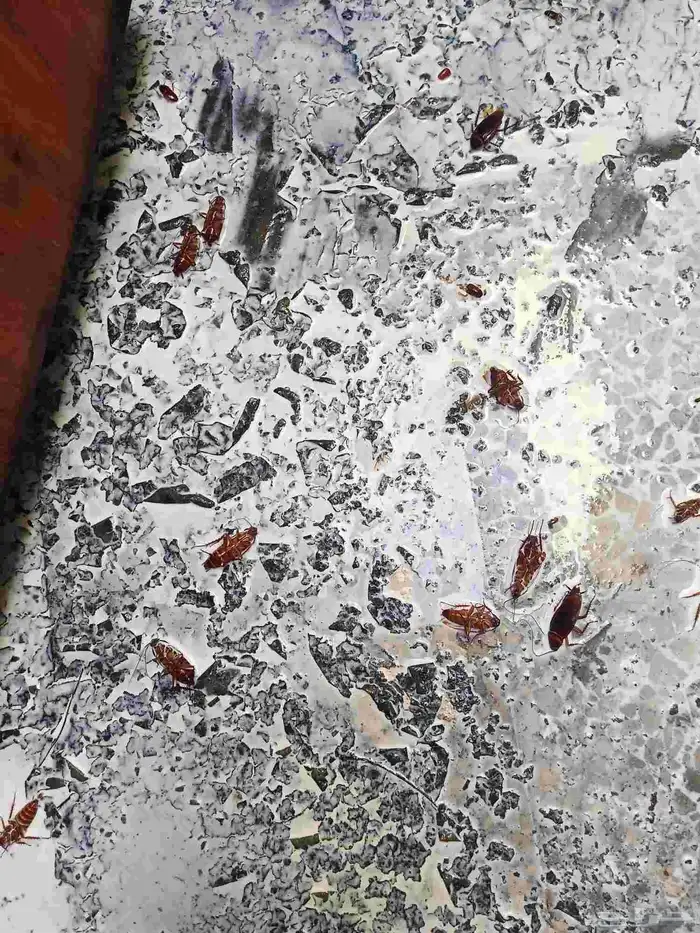 شركة مكافحة حشرات بالجبيل ورش مبيدات بالدمام بالقطيف 2