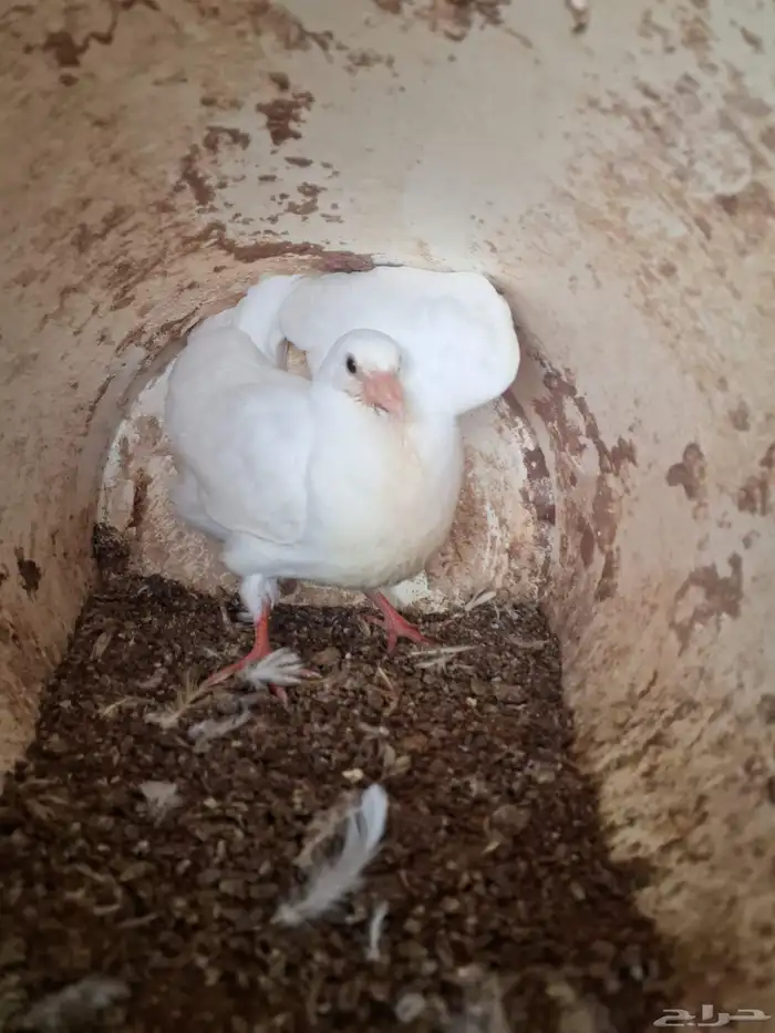 زغاليل حمام فرنسي للبيع بالمشاعلة بالمزاحمية 0