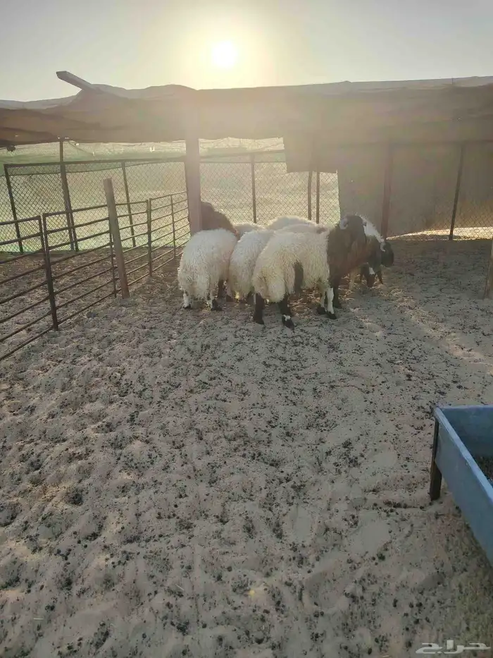 خرفان نعيمي فل الفل البيع تفريد 3