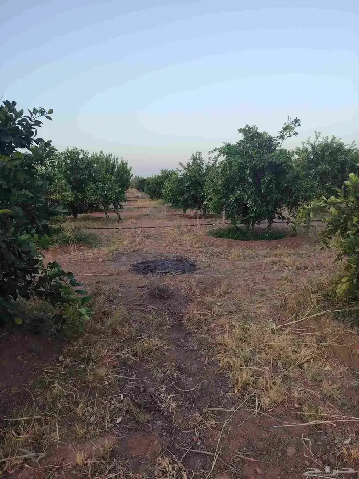 زيتون معمر وبرتقال وليمون 6