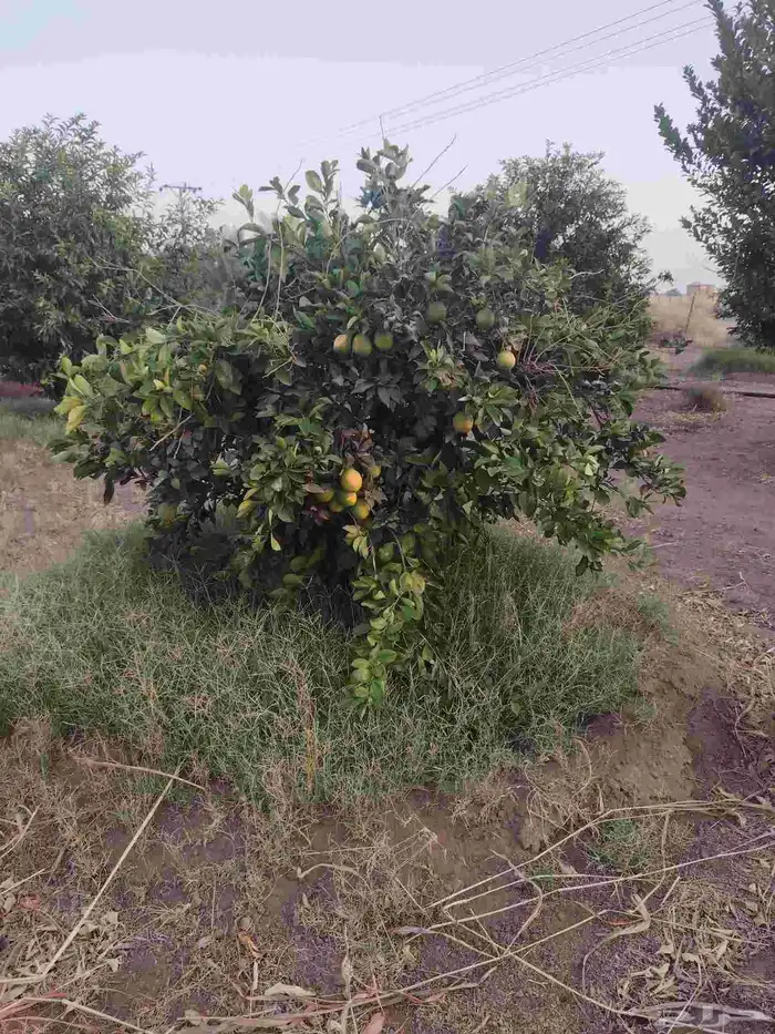 زيتون معمر وبرتقال وليمون 3