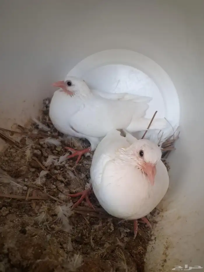 زغاليل حمام فرنسي للبيع بالمشاعلة بالمزاحمية 1