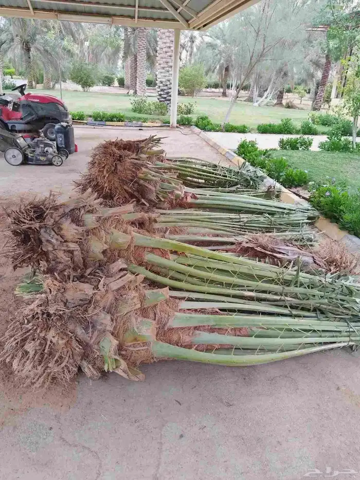 فسائل نخيل (فروخ) جميع الانواع 0