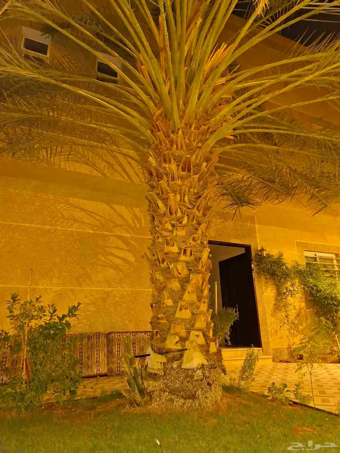 نخله للبيع مقابل الخلع 0