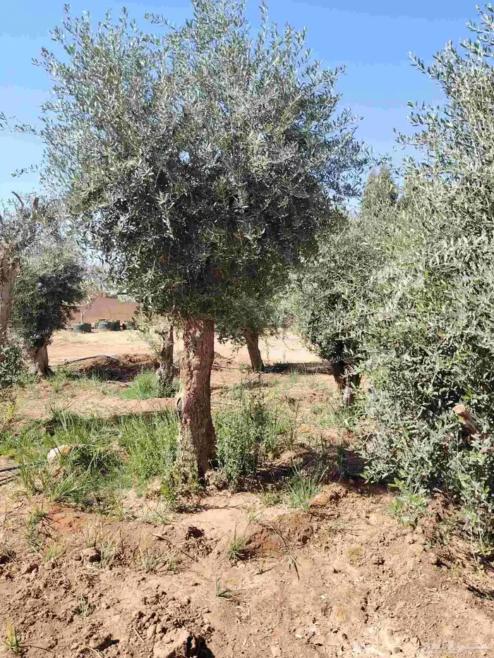 زيتون معمر وبرتقال وليمون 9