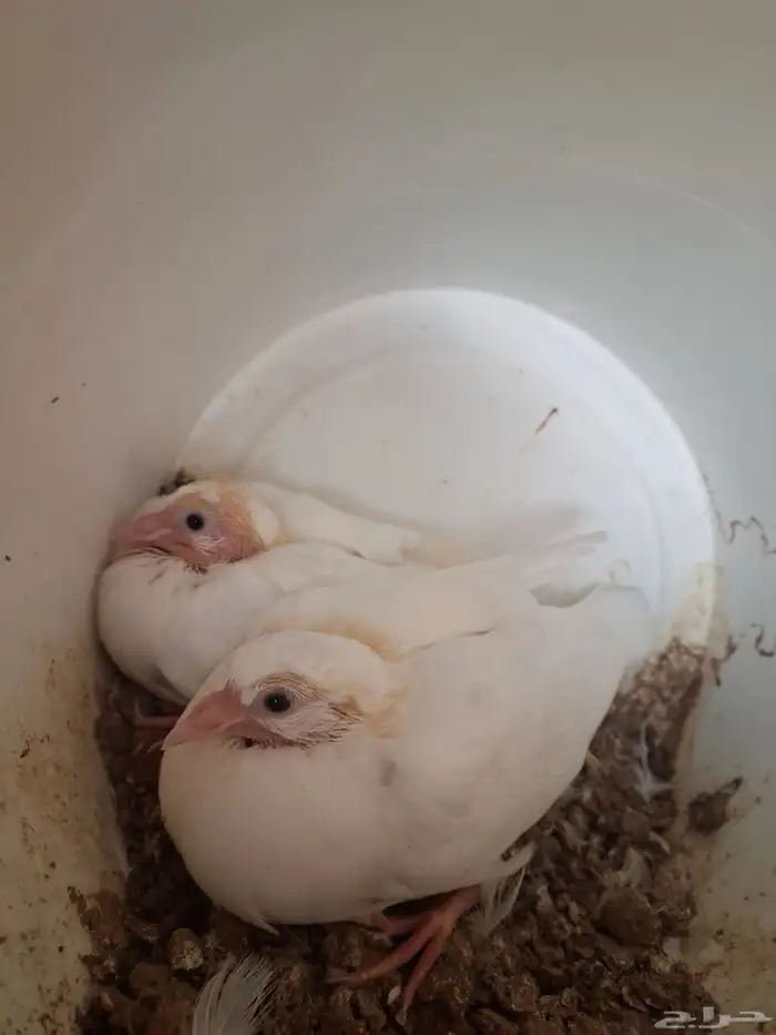 زغاليل حمام فرنسي للبيع بالمشاعلة بالمزاحمية 2