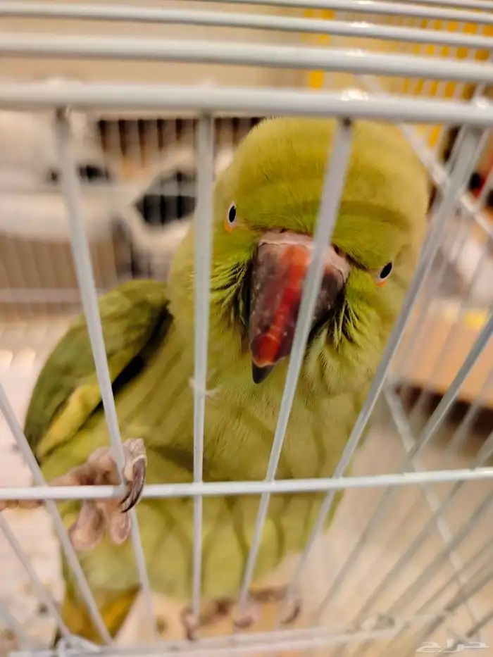 بغبغاء الدره 3