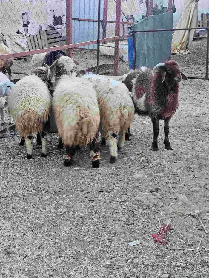 خرفان نعيمي للبيع الموقع أبها اتوصل جول 0