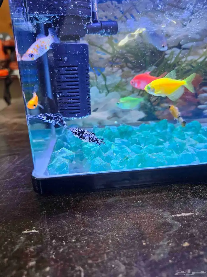 حوض سمك زينه مع السمك 7
